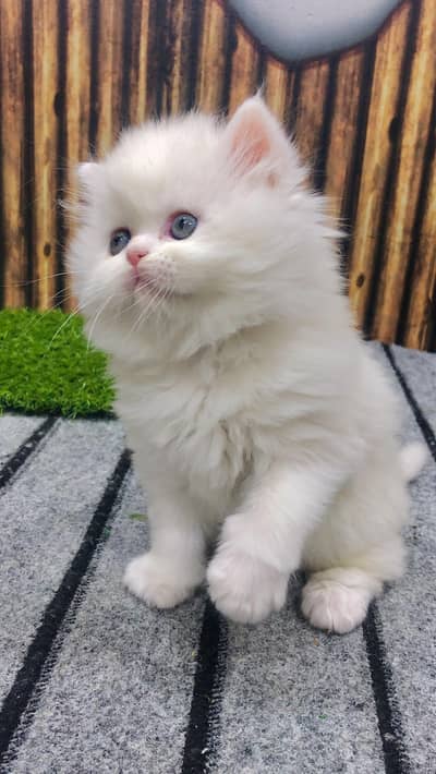 cash on delivery available Persian Punch face triple coat cat Kitten