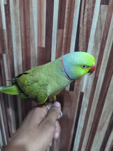fully tame parrot indian ring neck