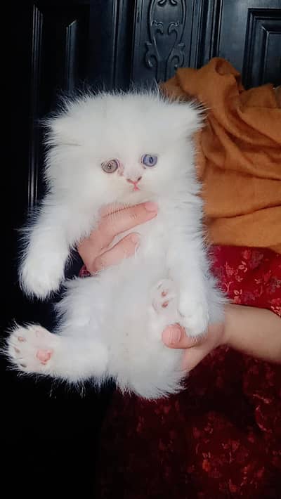 Persian kitten triple coated
