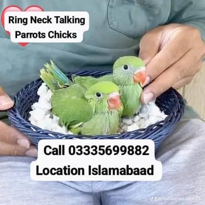 Single 7500 Green Ring Neck Talking Parrots Chicks Male/Female