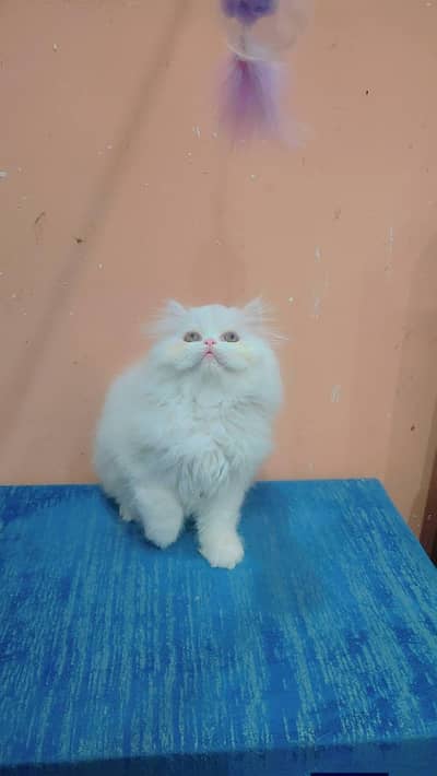 Persian cat for sale my WhatsApp number 0344*5851215