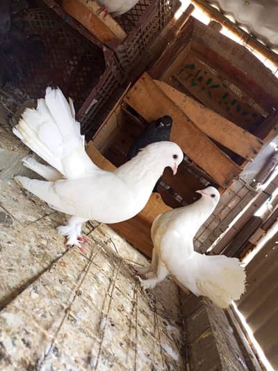 Laka pegion pairs 2400rs 03112612256 Whatsapp