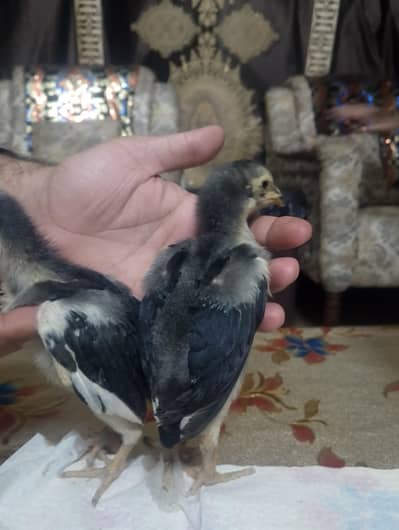 Shamo chicks Available