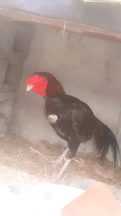 Cock 3 years age