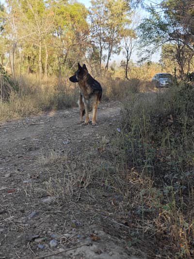 German shepherd long Coat  pedigree