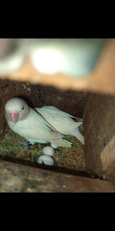 Love Bird breader pairs for sel