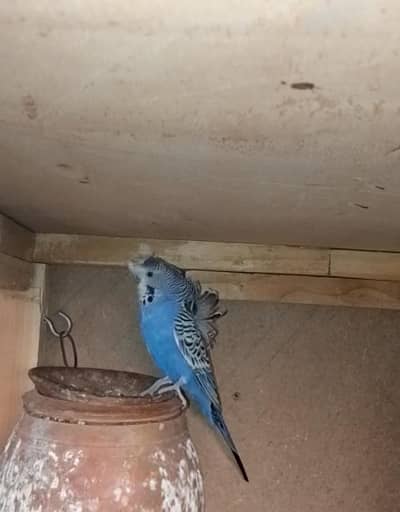 Healthy and active hogoromo pair for sale