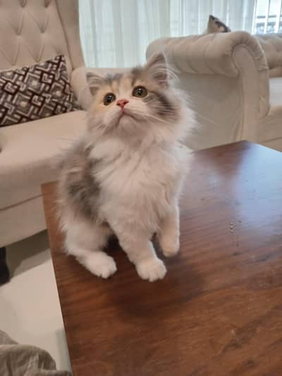american persian calico kitten  available for sale