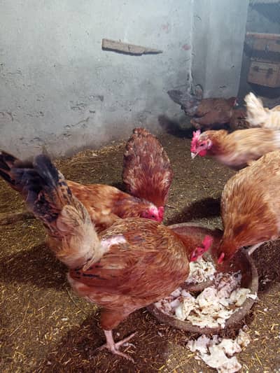 Andy wali desi moràgia