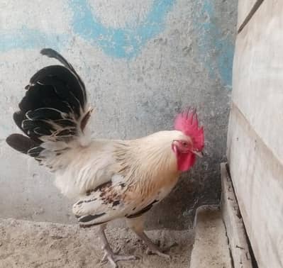 Golden misri 6 female And one male