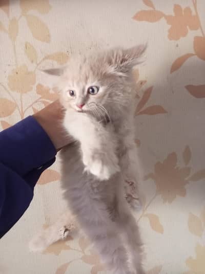 Persian Kitten