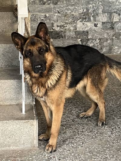 German Shepherd Pedigree available for studd