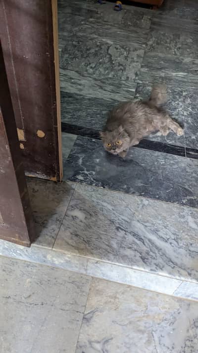 punch face duble coude cat