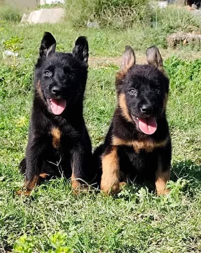 Belgian Shepherd puppies for sale / puppy / GSD pup / german sheph