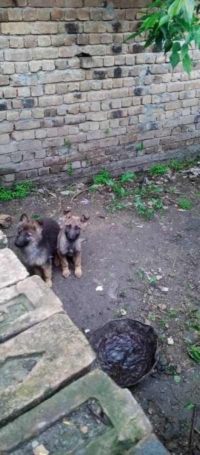 German shepherd puppies stock cote 03340230970