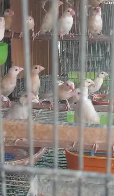 Fawn Java patha available Dark head