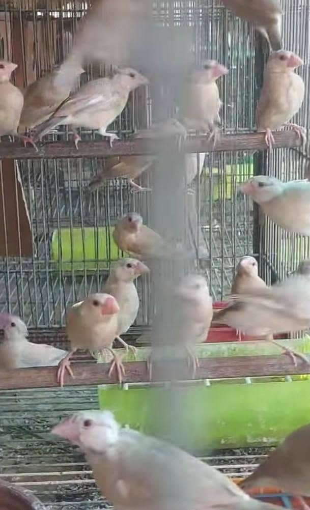 Fawn Java patha available Dark head 1