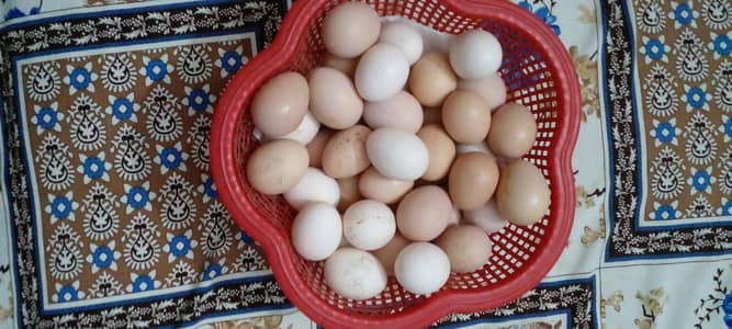 Aseel Fertile Eggs Fresh/ 100% fertile & fresh/Mianwali & Sindhi Aseel