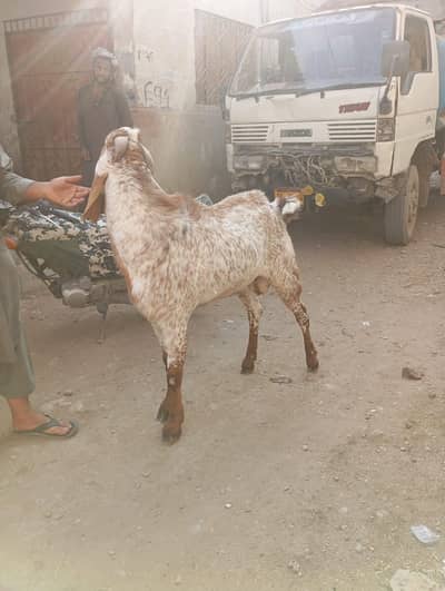 03452300135/ Ghar ka Pala Hua hai