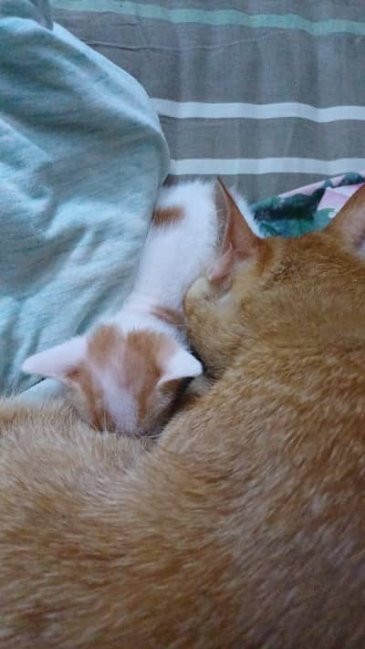 ya hmari palhi v cats hy 2 or ya isky bachy ha