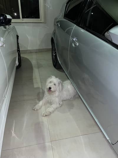 Beautiful Fluffy Companion Dog – Well-Behaved & Healthy