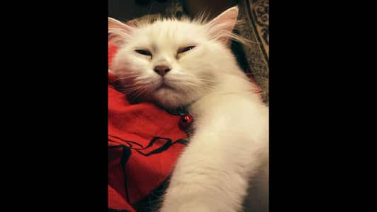 cat for sell. . tamed. . urgent sell.