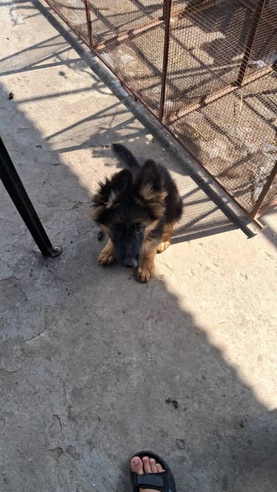 Top quality German shepherd female puppy available for sale