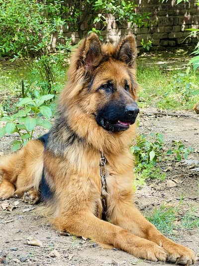 German shepherd male pedigree
