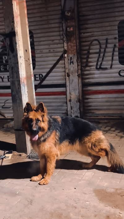 German shepherd male pedigree