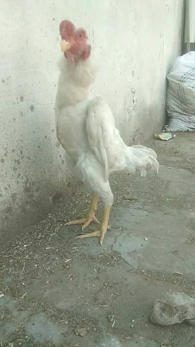 pure white ko shamo male available