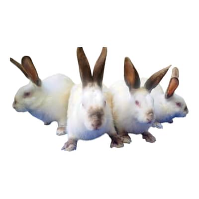 New Zealand White / Californian Rabbits
