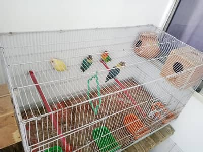 High quality Lovebird cage with breeding pairs & eggs