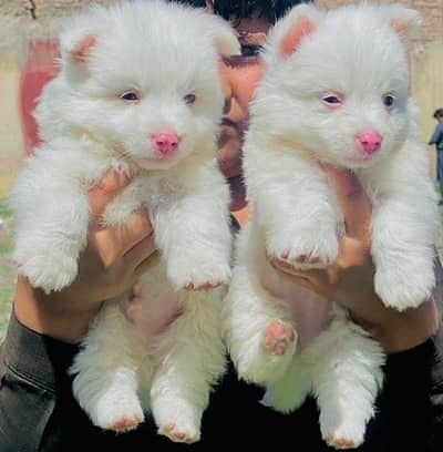 Russian  puppies dog 0330@5406115