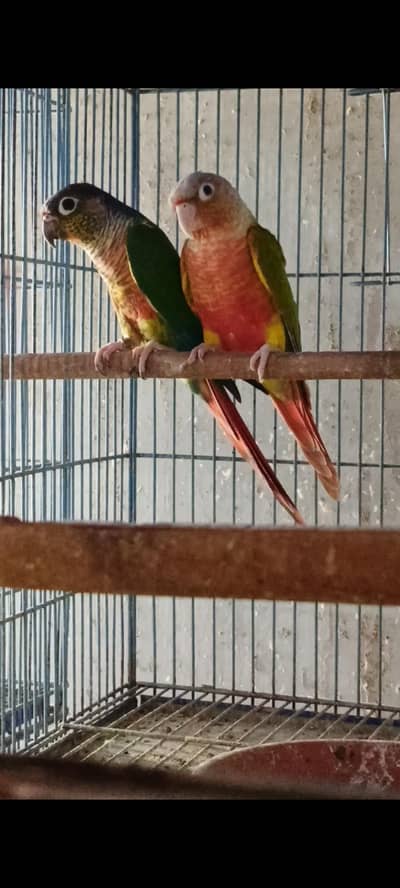 Pineapple x yellow sided conure pair