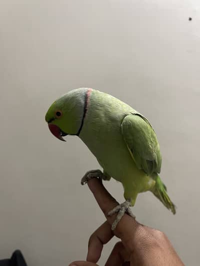 Kashmiri Raw Parrot