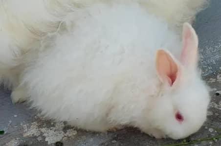 English angora rabbit