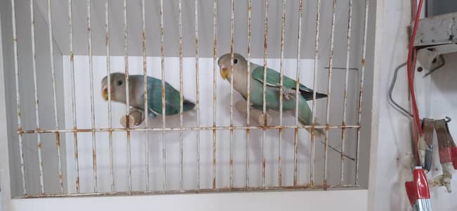 Rosicoli Aqua Or Aqua turqoise Opaline