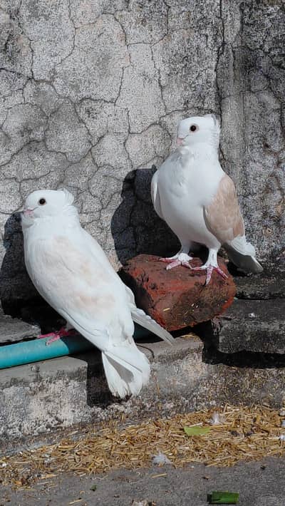 Agar kise k pass Sentient pigeon ha for sale to radta karay