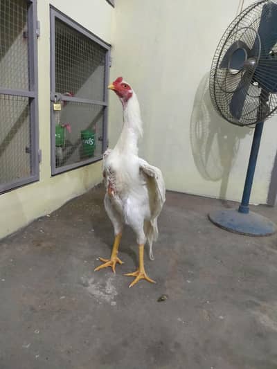 king size o shamo patha