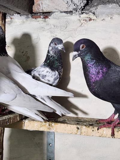 mix pigeon for sale 03104661029 WhatsApp only