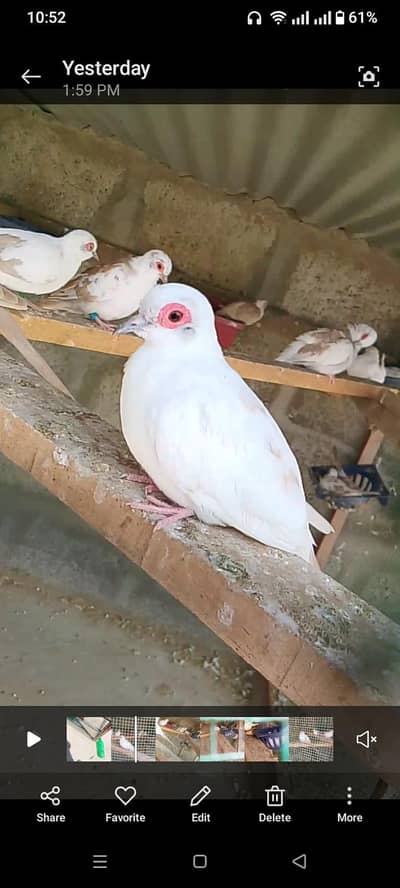 red pied dove