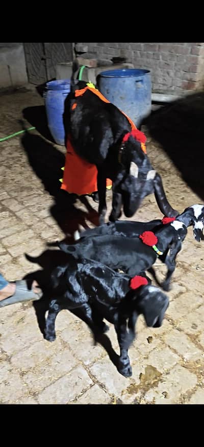 3 bacho wali ambarsarri beetal bkri  2 males 1 female