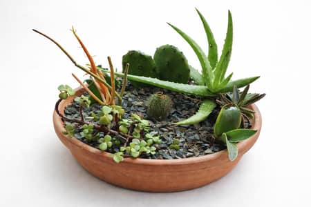 Handmade Cactus Terrariums for Sale