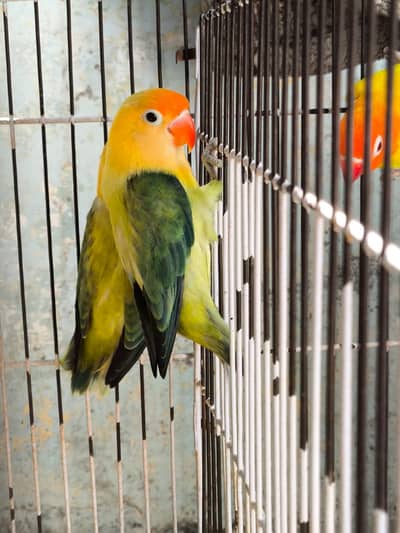 Lovebird breeding pairs for sale