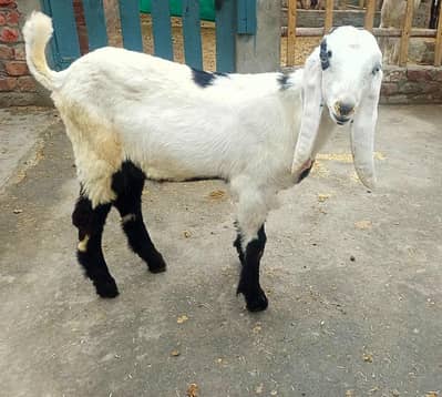 سفید کالا بکرا اور بربری نسل کی بکری