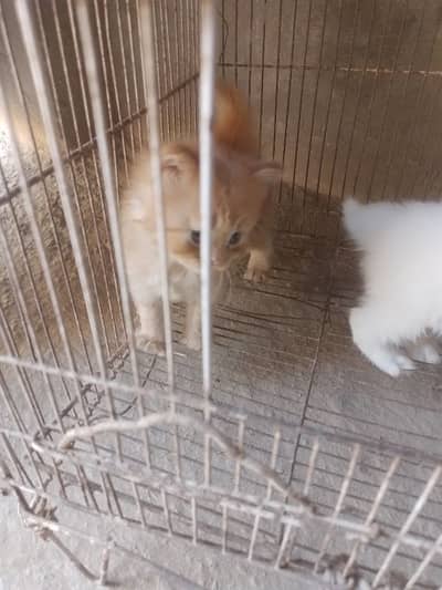 pure pairsian helthy and active kitten for sale
