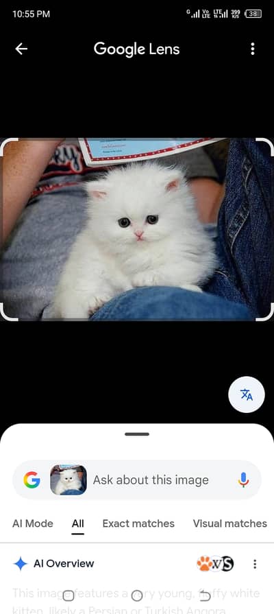 Persian cat