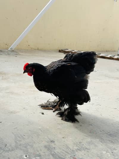 High Quality Heavy Cochin & Bantum,Blue,Splash & Patridge  Buff Sale