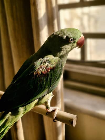 HEALTHY ACTIVE AND BEAUTIFUL SEMI TAMED RAW MALE (read full ad)