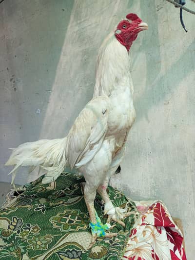 paper white Heera male / murga / murgi aseel / chicks